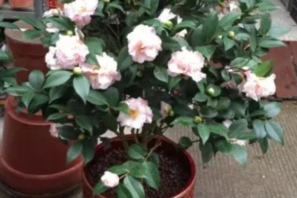 茶花花蕾脱落的原因，可能是浇水不当所致
