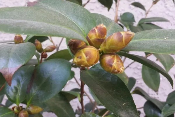 茶花花蕾脱落的原因，可能是浇水不当所致