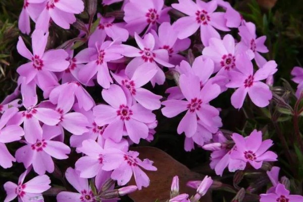 宿根福禄考与丛生福禄考的区别,形态特征和生长习性均不同