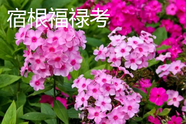 宿根福禄考与丛生福禄考的区别,形态特征和生长习性均不同