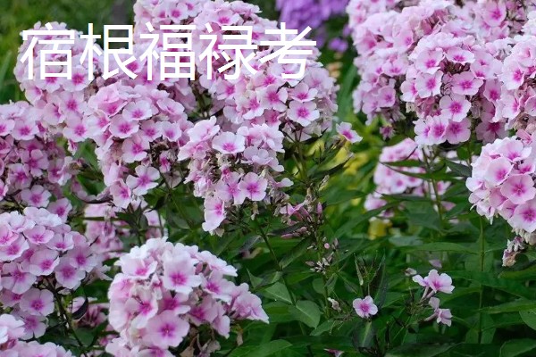 宿根福禄考与丛生福禄考的区别,形态特征和生长习性均不同