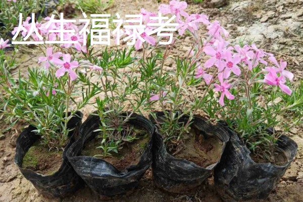 宿根福禄考与丛生福禄考的区别,形态特征和生长习性均不同