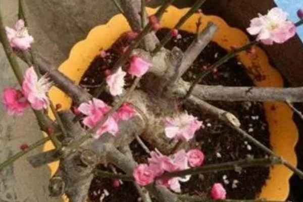 春天如何养护梅花，每天要晒光4-6小时