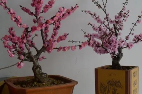 春天如何养护梅花，每天要晒光4-6小时