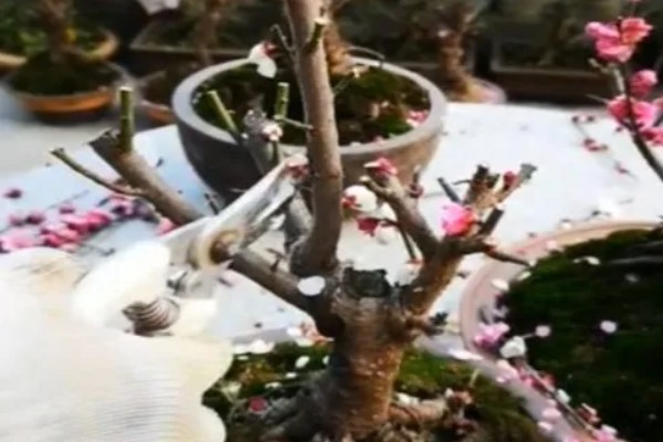 春天如何养护梅花，每天要晒光4-6小时