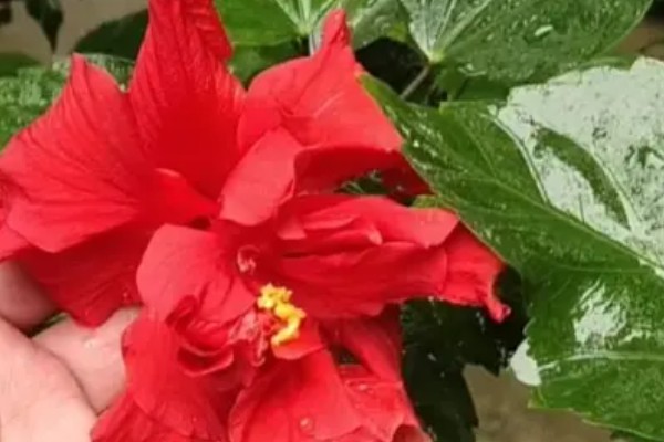 桑叶牡丹的修剪方法，2月份进行首次修剪