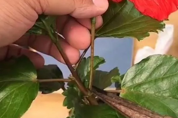 桑叶牡丹的修剪方法，2月份进行首次修剪
