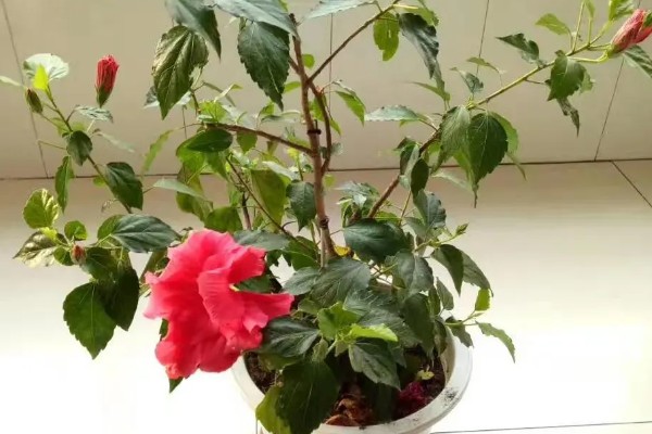 桑叶牡丹的修剪方法，2月份进行首次修剪