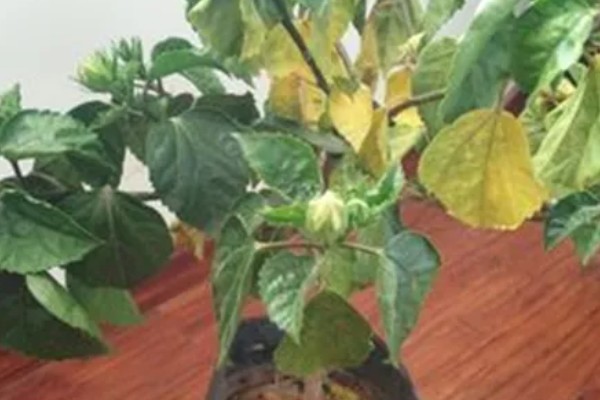 桑叶牡丹的修剪方法，2月份进行首次修剪