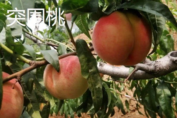 自花授粉能力强的桃树品种，有突围桃、巨美佳桃等