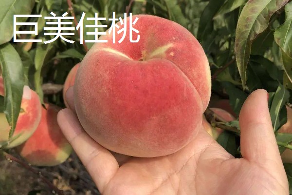 自花授粉能力强的桃树品种，有突围桃、巨美佳桃等