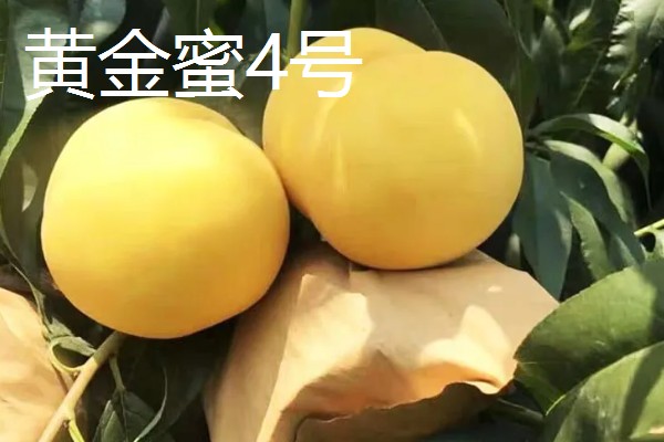 自花授粉能力强的桃树品种，有突围桃、巨美佳桃等