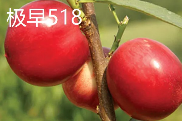 自花授粉能力强的桃树品种，有突围桃、巨美佳桃等