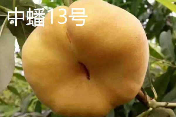 自花授粉能力强的桃树品种，有突围桃、巨美佳桃等