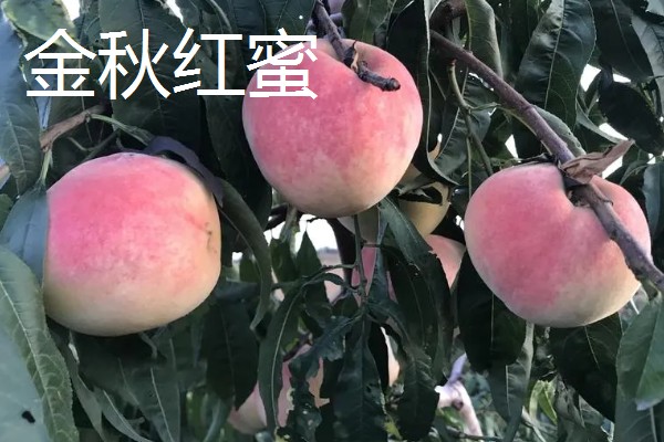 自花授粉能力强的桃树品种，有突围桃、巨美佳桃等