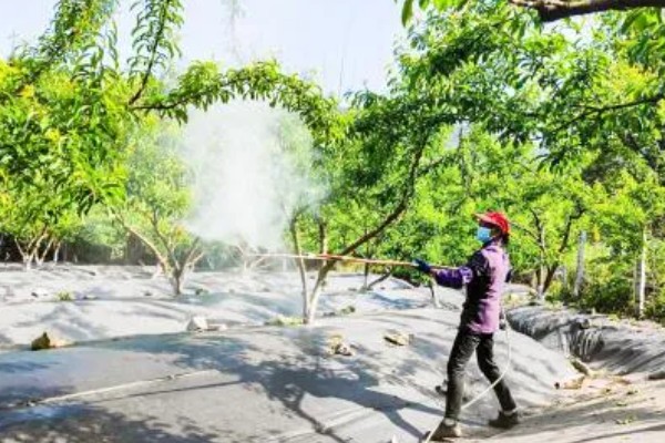 自花授粉能力强的桃树品种，有突围桃、巨美佳桃等