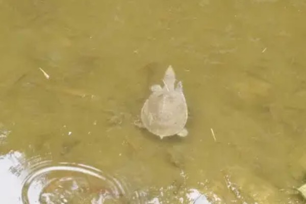 甲鱼有什么习性，喜欢在水质清澈且水流缓慢的水域中生活