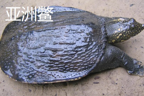 甲鱼有什么习性，喜欢在水质清澈且水流缓慢的水域中生活