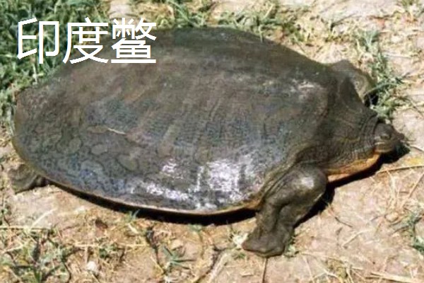 甲鱼有什么习性，喜欢在水质清澈且水流缓慢的水域中生活