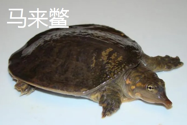 甲鱼有什么习性，喜欢在水质清澈且水流缓慢的水域中生活