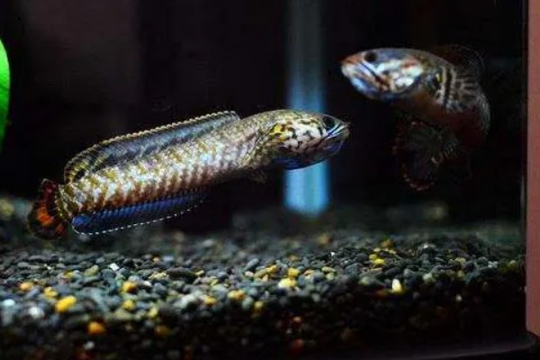 彩虹雷龙鱼简介，出生2年左右就可发育成熟