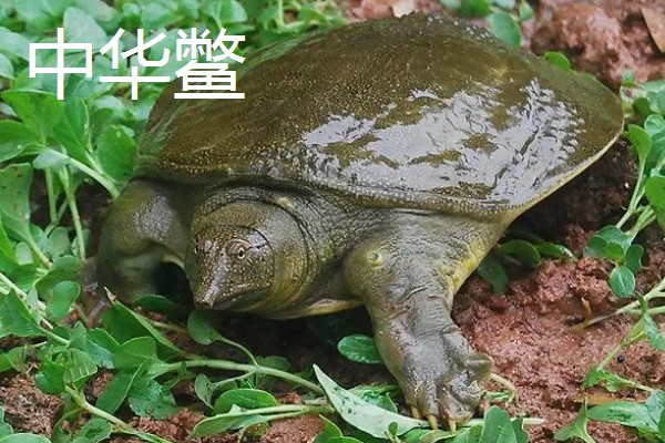 甲鱼有什么习性，喜欢在水质清澈且水流缓慢的水域中生活