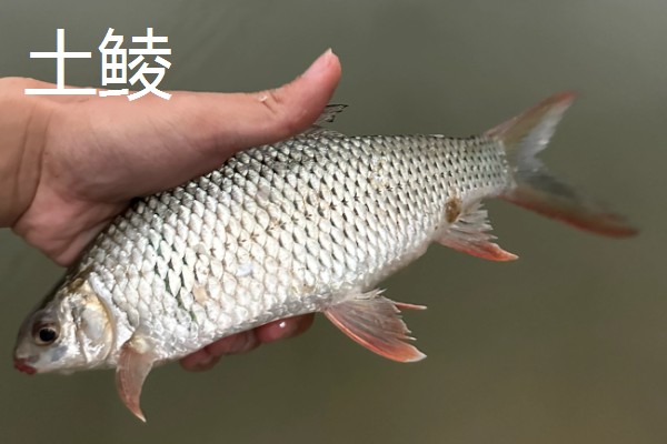 鲮鱼是不是海鱼，属于河鱼喜欢在高温水体中生活