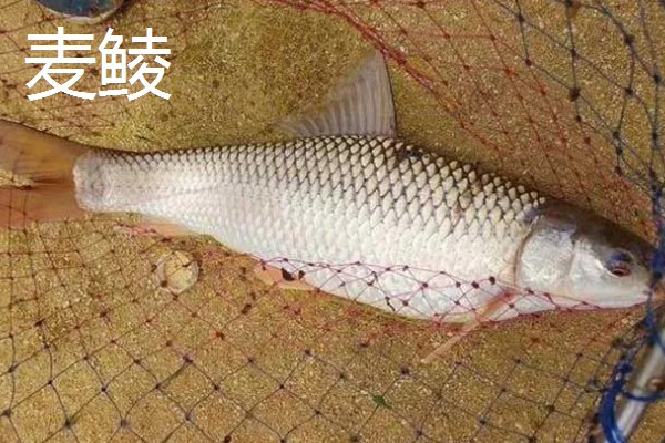 鲮鱼是不是海鱼，属于河鱼喜欢在高温水体中生活