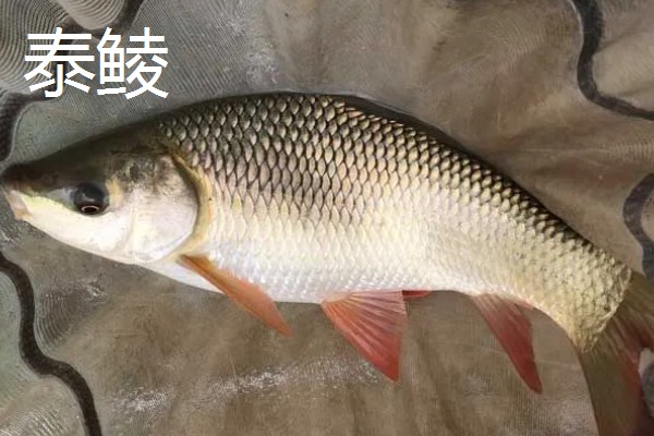 鲮鱼是不是海鱼，属于河鱼喜欢在高温水体中生活