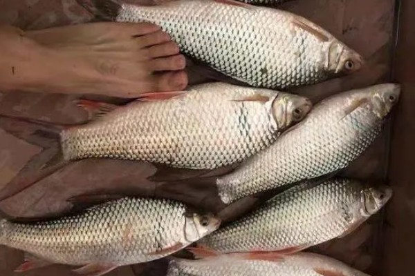 鲮鱼是不是海鱼，属于河鱼喜欢在高温水体中生活
