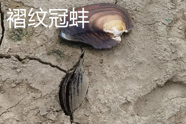 河蚌有什么种类,常见褶纹冠蚌、三角帆蚌等品种