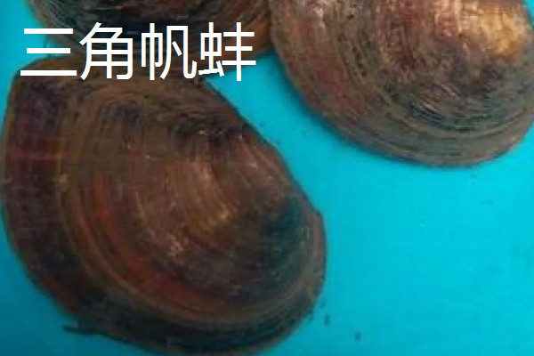 河蚌有什么种类,常见褶纹冠蚌、三角帆蚌等品种