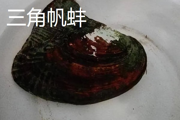 河蚌有什么种类,常见褶纹冠蚌、三角帆蚌等品种