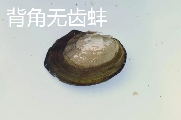 河蚌有什么种类,常见褶纹冠蚌、三角帆蚌等品种
