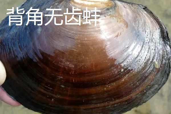 河蚌有什么种类,常见褶纹冠蚌、三角帆蚌等品种