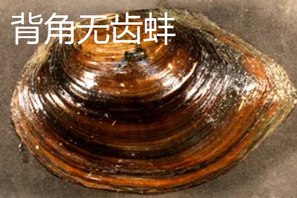 河蚌有什么种类,常见褶纹冠蚌、三角帆蚌等品种