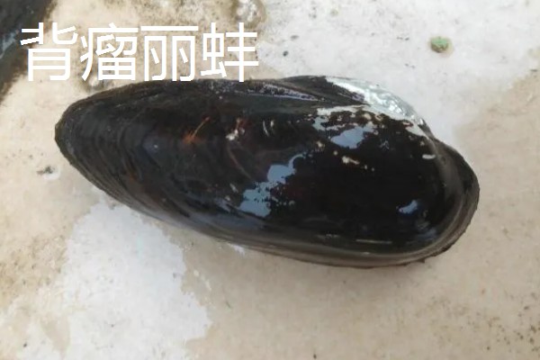 河蚌有什么种类,常见褶纹冠蚌、三角帆蚌等品种