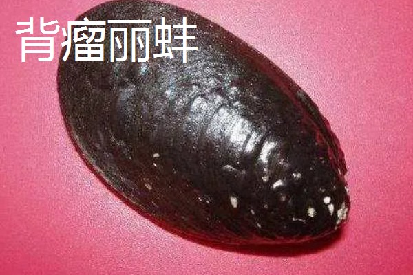 河蚌有什么种类,常见褶纹冠蚌、三角帆蚌等品种