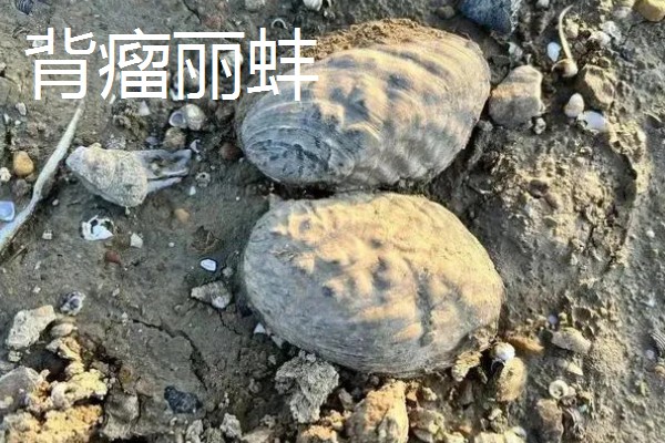 河蚌有什么种类,常见褶纹冠蚌、三角帆蚌等品种
