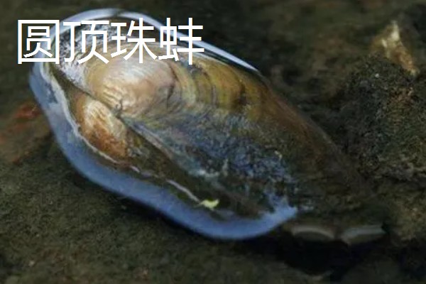 河蚌有什么种类,常见褶纹冠蚌、三角帆蚌等品种
