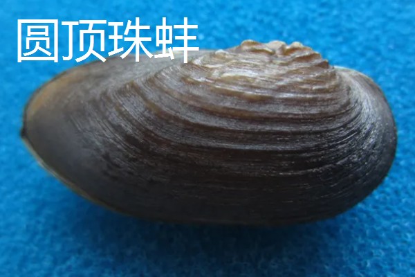 河蚌有什么种类,常见褶纹冠蚌、三角帆蚌等品种