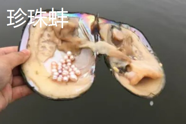 河蚌有什么种类,常见褶纹冠蚌、三角帆蚌等品种