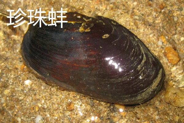 河蚌有什么种类,常见褶纹冠蚌、三角帆蚌等品种