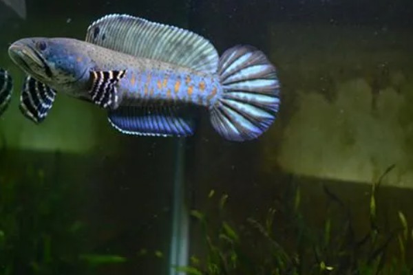 彩虹雷龙鱼简介，出生2年左右就可发育成熟