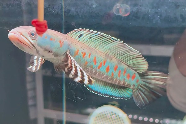 彩虹雷龙鱼简介，出生2年左右就可发育成熟