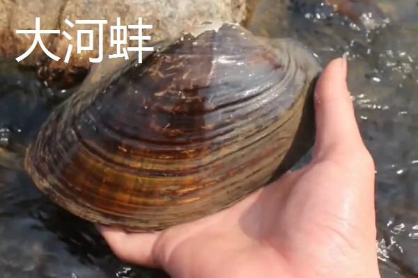 河蚌有什么种类,常见褶纹冠蚌、三角帆蚌等品种