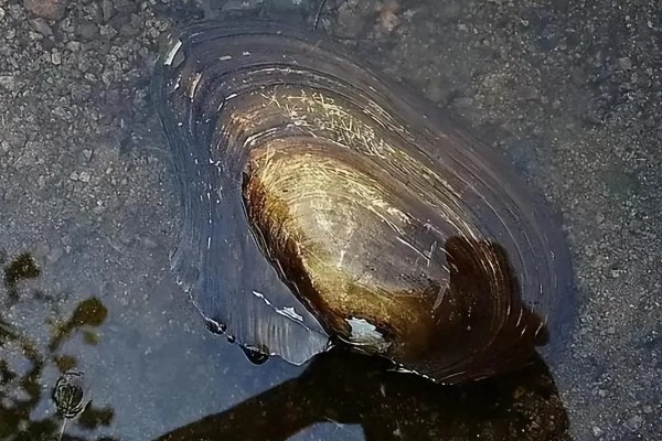 河蚌有什么种类,常见褶纹冠蚌、三角帆蚌等品种