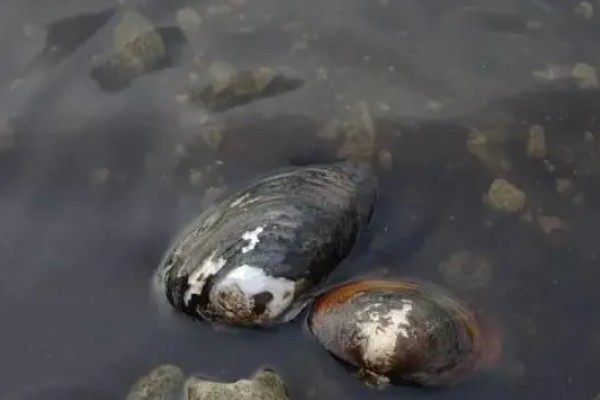 河蚌有什么种类,常见褶纹冠蚌、三角帆蚌等品种