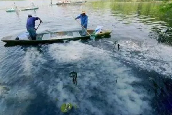 小龙虾的养殖技术，每亩投放幼虾1-1.5万尾
