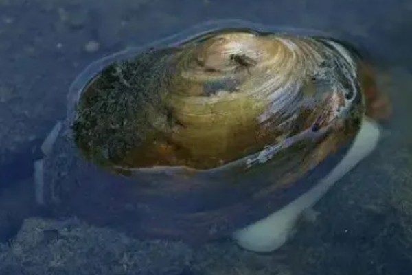 河蚌有什么种类,常见褶纹冠蚌、三角帆蚌等品种